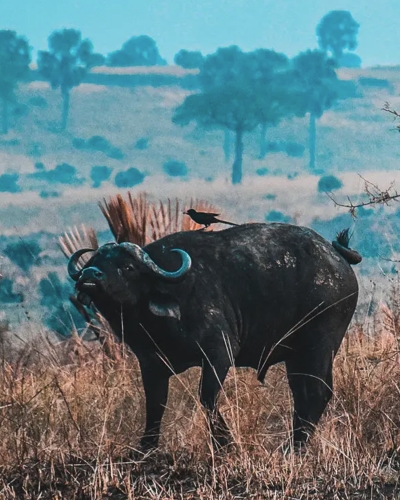 4-Day Gorilla Trekking and Wildlife Adventure
