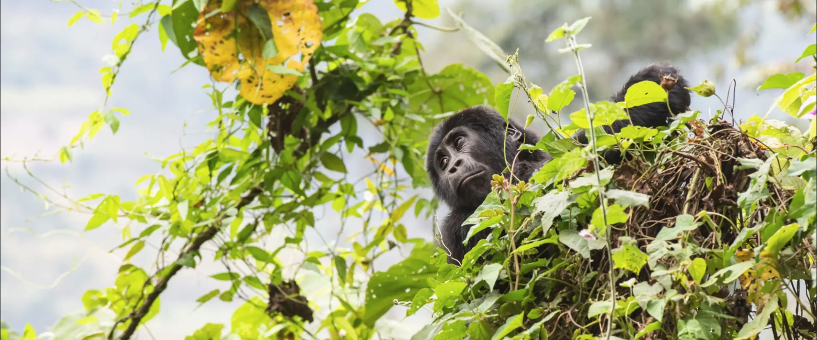 4-Day Gorilla Trekking and Wildlife Adventure