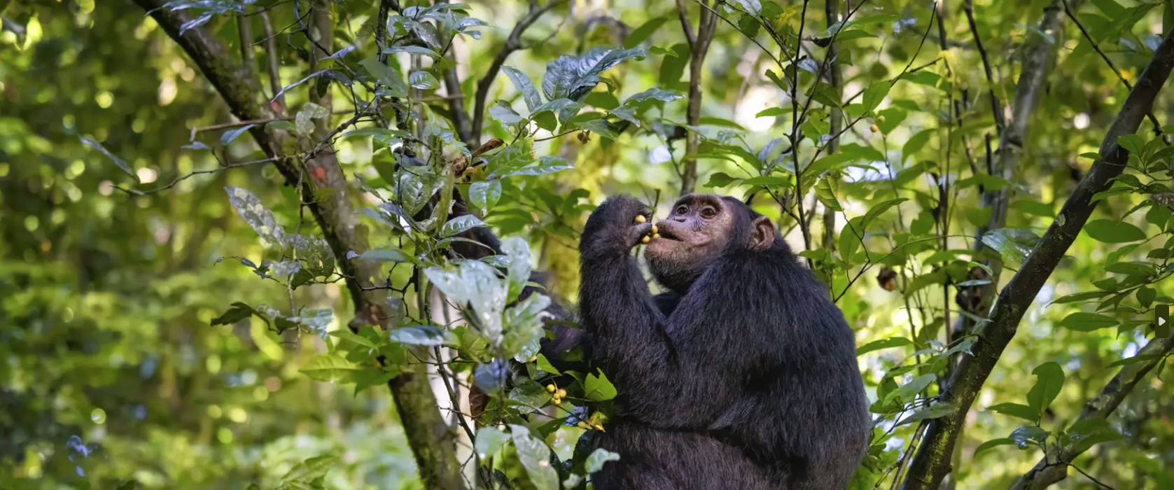 4 Day Nyungwe national Safari Adventure