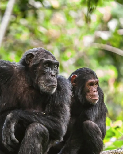 4 Day Nyungwe national Safari Adventure
