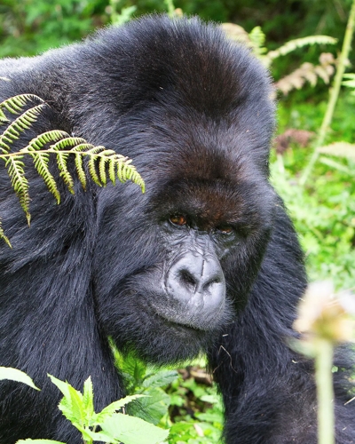 4 Days Volcanoes and Nyungwe Adventure