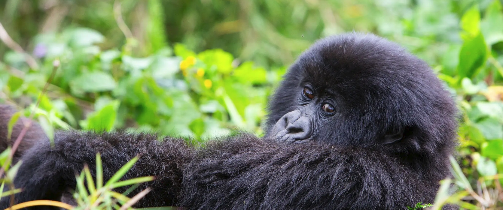 4 Days Volcanoes and Nyungwe Adventure