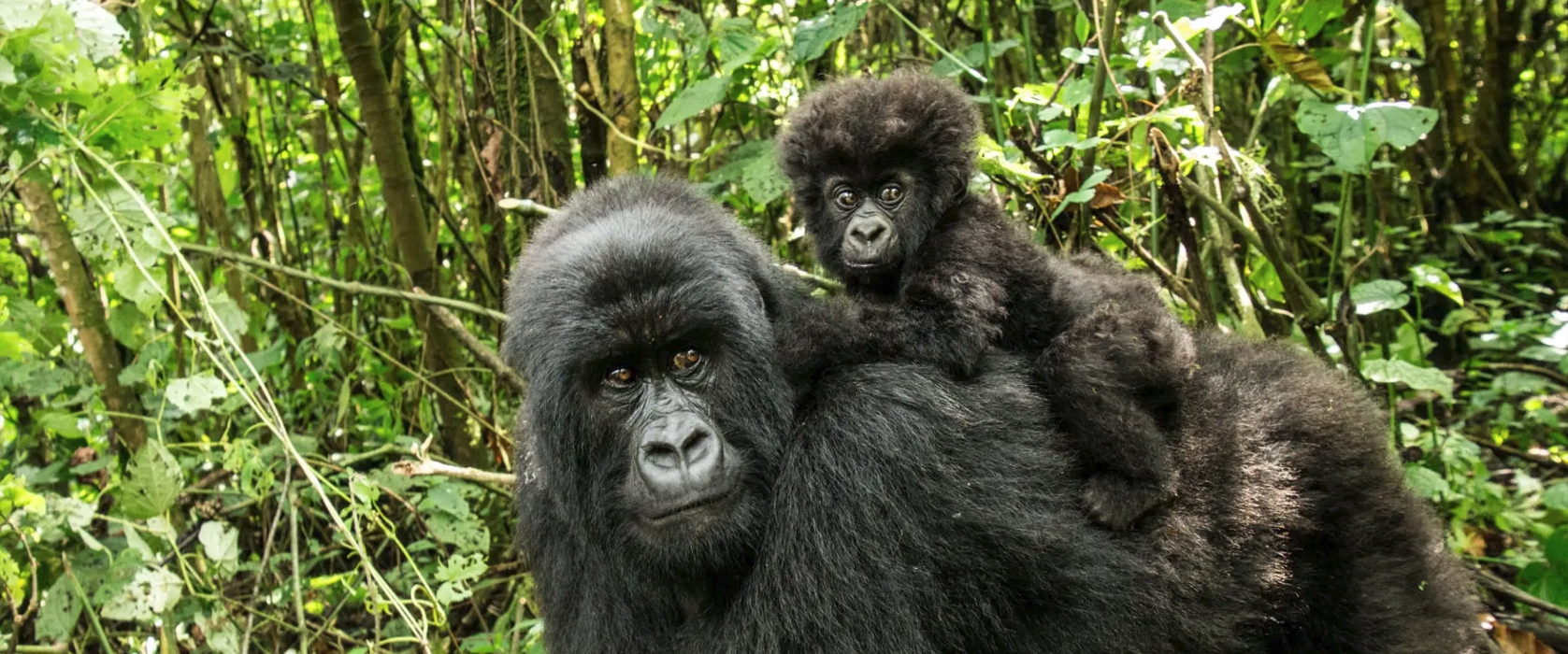 4-day Bwindi gorilla habituation experience is an exciting safari in the magical Bwindi Impenetrable National Park