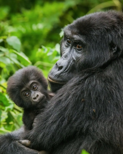 4-day Bwindi gorilla habituation experience is an exciting safari in the magical Bwindi Impenetrable National Park