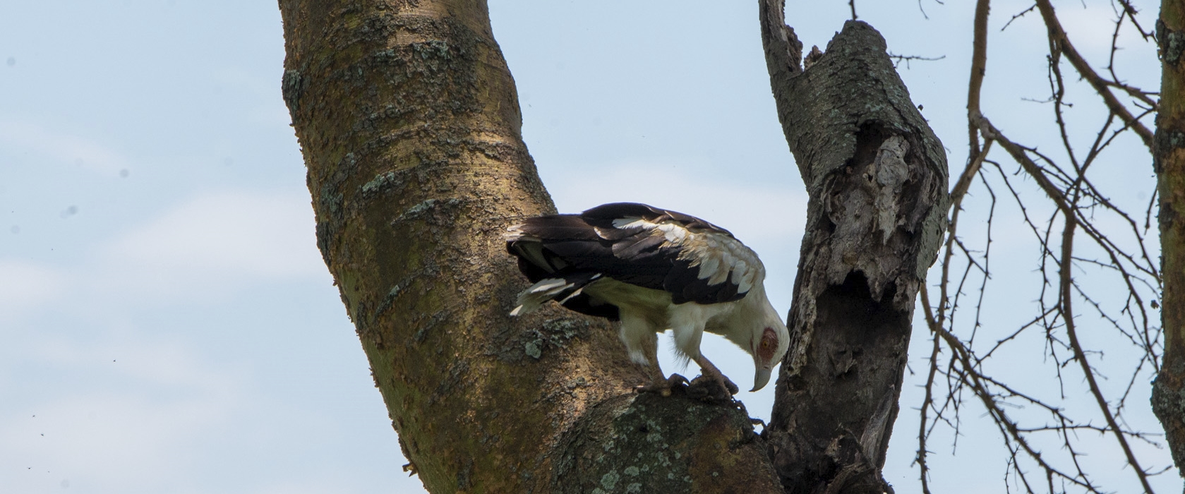 4-day Murchison Falls Birding