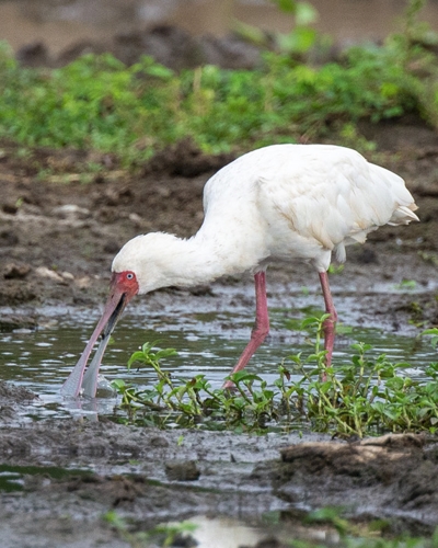 4-day Murchison Falls Birding
