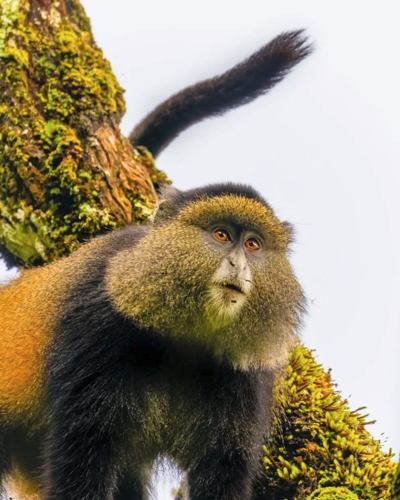 5-Day Mgahinga Primate Trekking and Hiking Adventure