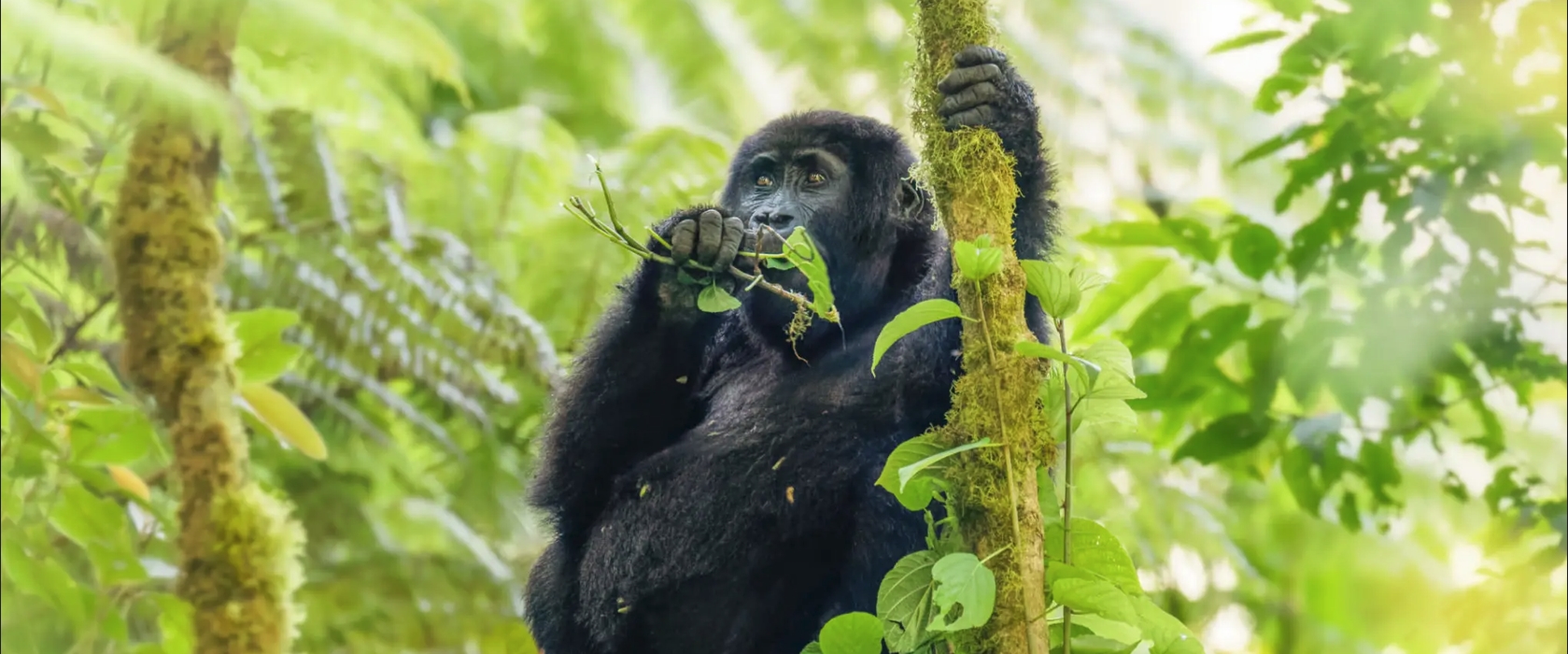 5-Day Mgahinga Primate Trekking and Hiking Adventure begins in Kampala/Entebbe and concludes at Entebbe International Airport in Uganda.