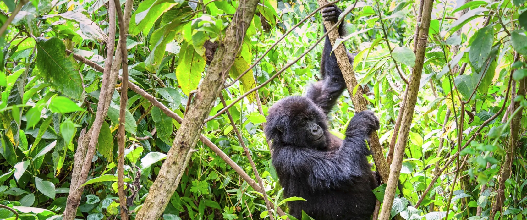 5-Day Rwanda Primate Trekking Safari