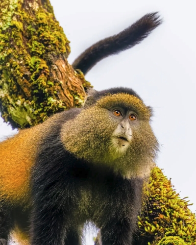 5-Day Rwanda Primate Trekking Safari