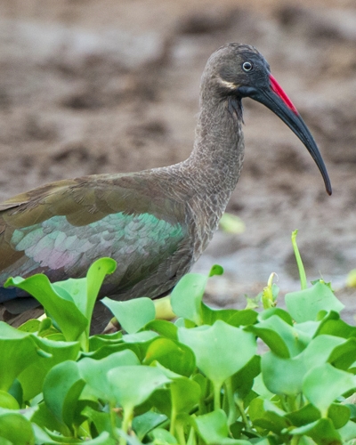 5 Day Uganda Birdwatching Adventure