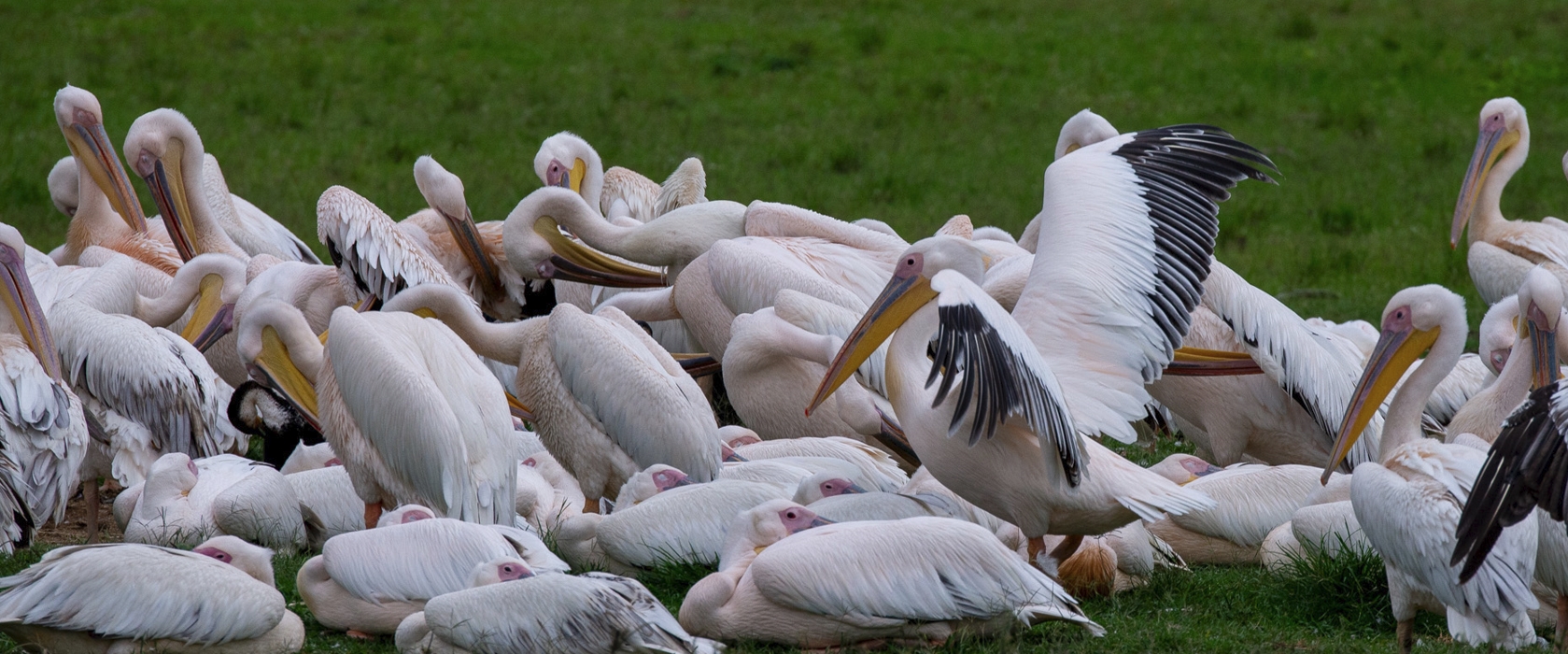 5 Day Uganda Birdwatching Adventure