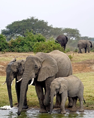 5-Day Uganda Gorilla and Safari Adventure