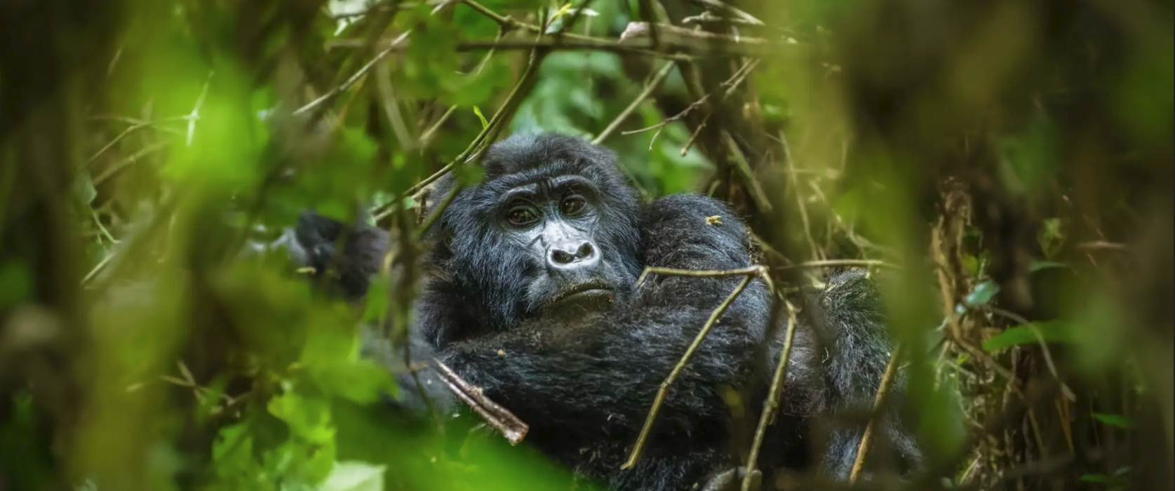 5-Day Uganda Gorilla and Safari Adventure