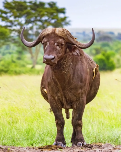 5 Day Uganda Wildlife Adventure