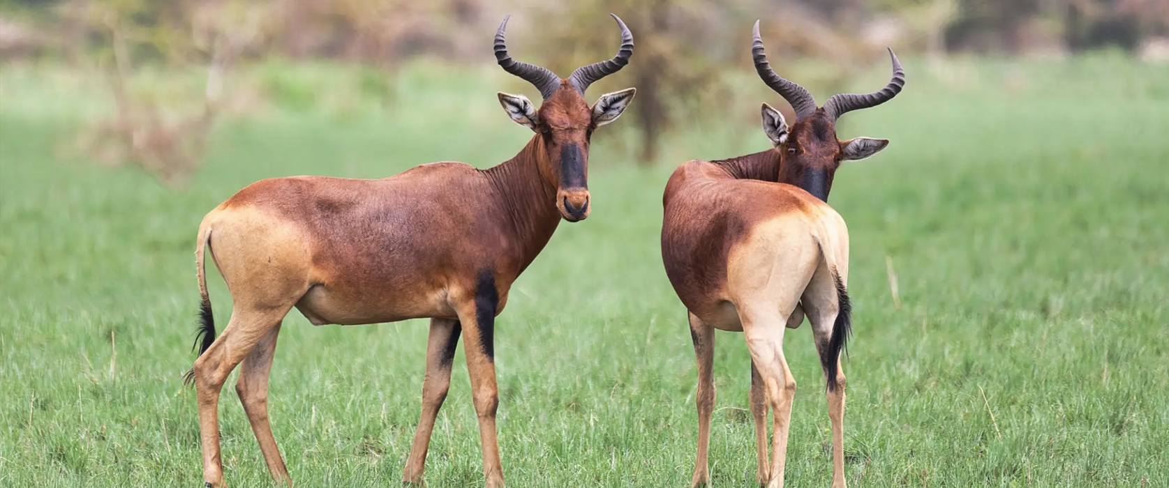 5 Day Uganda Wildlife Adventure