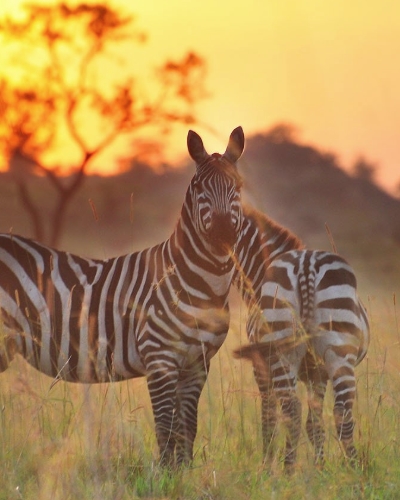 5-Day Uganda Wildlife and Cultural Tour