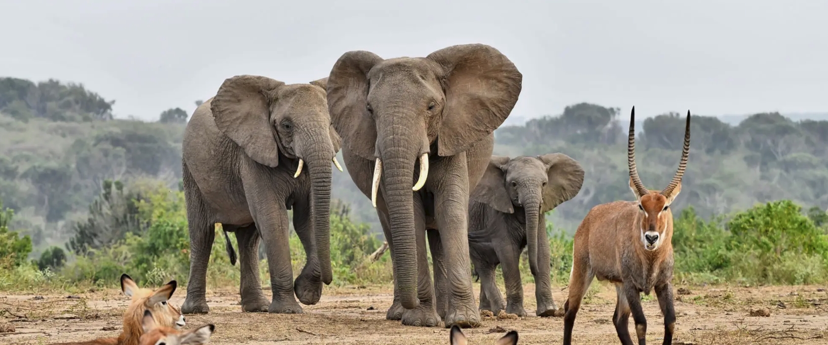 5-day Rwanda wildlife and Primate Safari