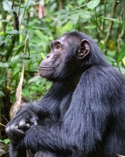 5-day Rwanda wildlife and Primate Safari