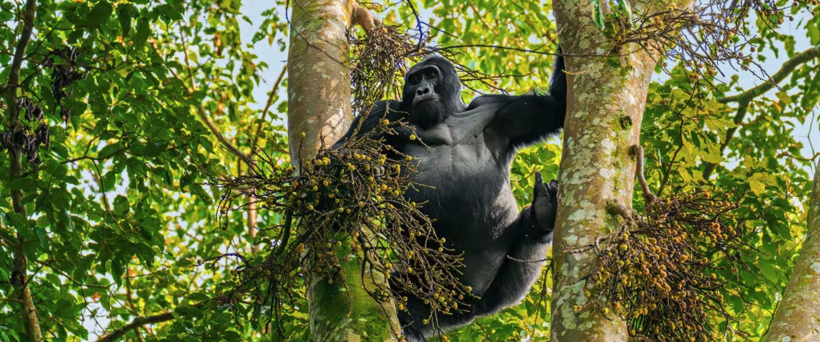 6-Day Bwindi Gorilla and Water Rafting Adventure
