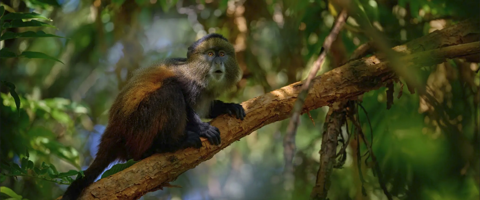 6-Day Mgahinga Gorilla Trekking and Cultural Experience