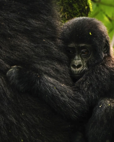 6-Day Mgahinga Gorilla Trekking and Cultural Experience