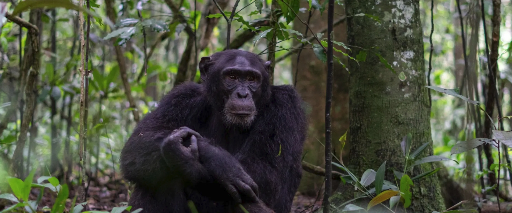 6-Day Rwanda Primate Trekking Adventure