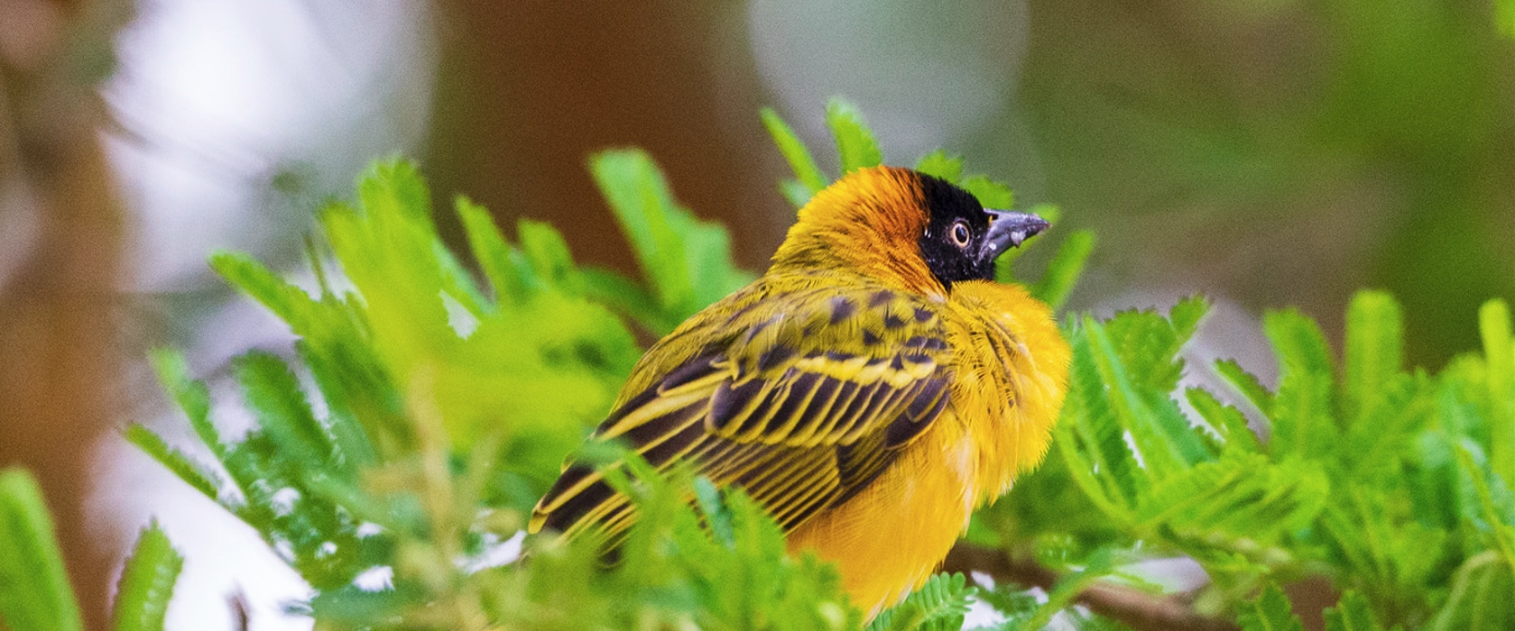 7-Day Birding Tour in Uganda