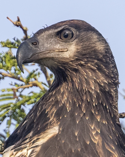 7-Day Birding Tour in Uganda