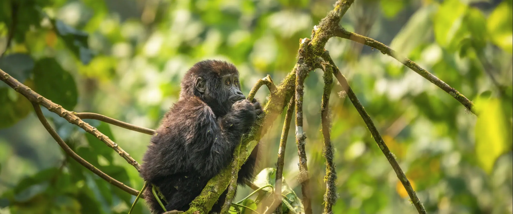 7-Day Rwanda Gorilla Trekking Safari