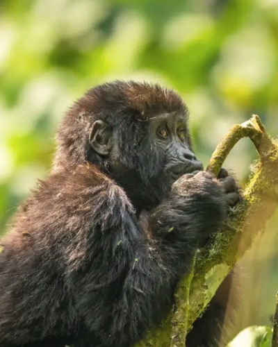 7-Day Rwanda Gorilla Trekking Safari