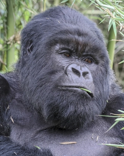 7 Day Uganda Double Chimpanzee and Gorilla Trekking Adventure