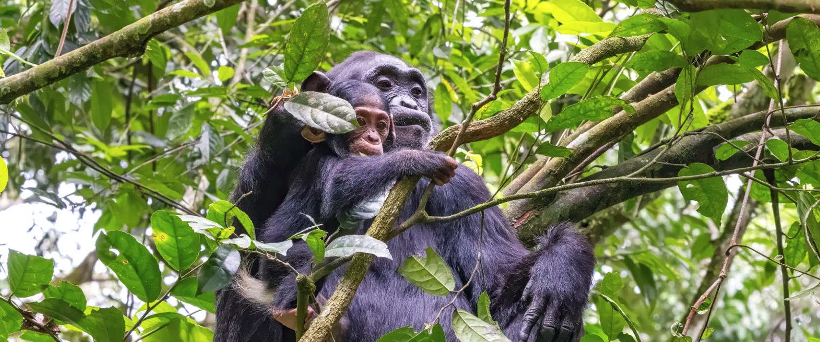 7 Day Uganda Double Chimpanzee and Gorilla Trekking Adventure