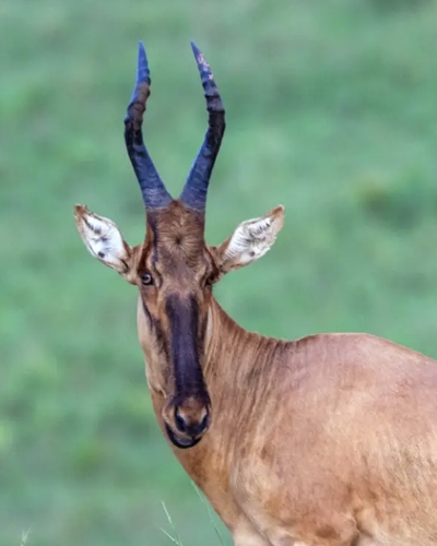 7 Days Rwanda Uganda Wildlife Safari