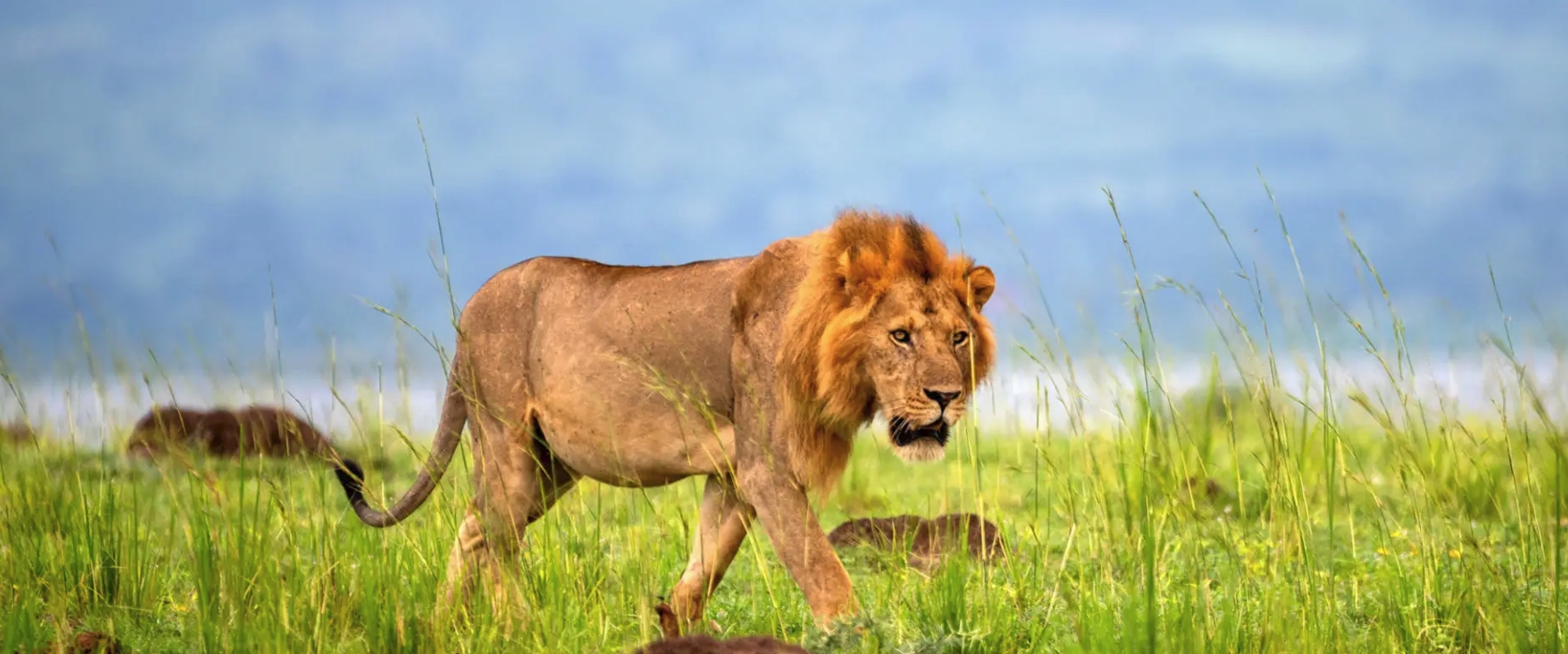 7 Days Rwanda Uganda Wildlife Safari