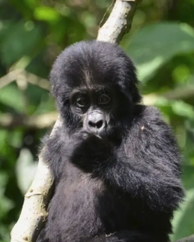 8-Day Uganda Wildlife Gorilla and Chimpanzee Trekking Safari