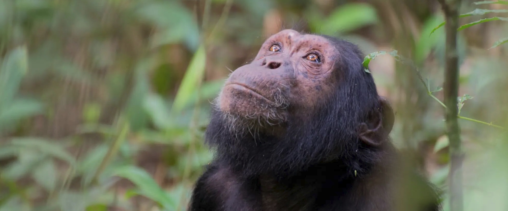 8-Day Uganda Wildlife Gorilla and Chimpanzee Trekking Safari