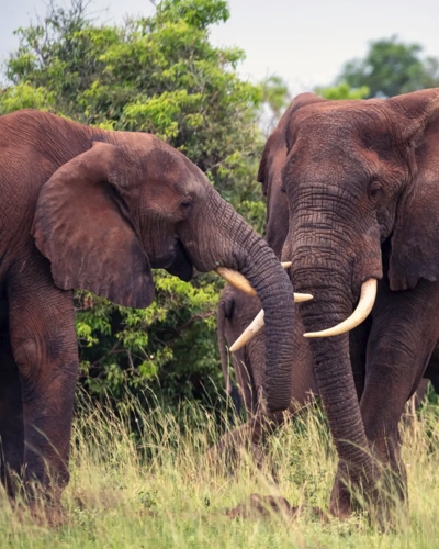 2-Day Akagera Wildlife Adventure visits Rwanda's