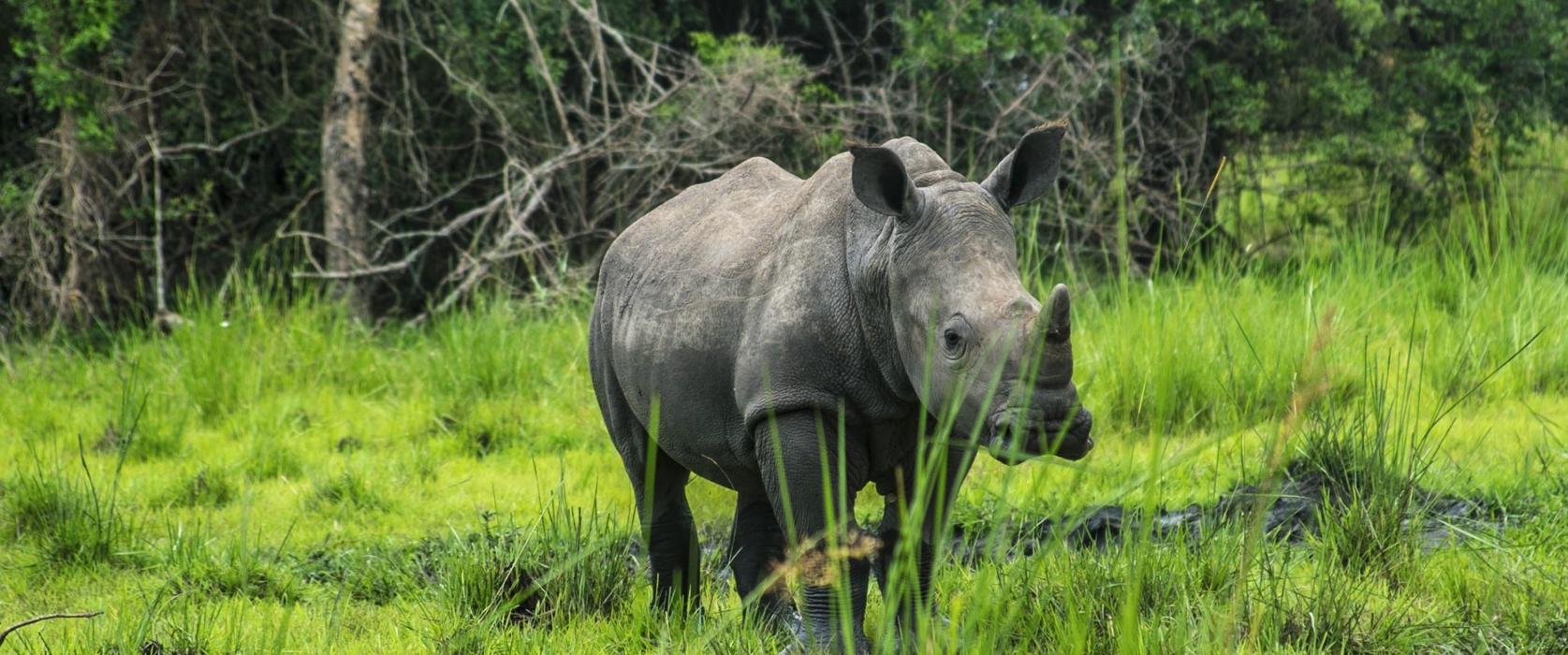Murchison Falls National Park via Ziwa Rhino – Top of the falls