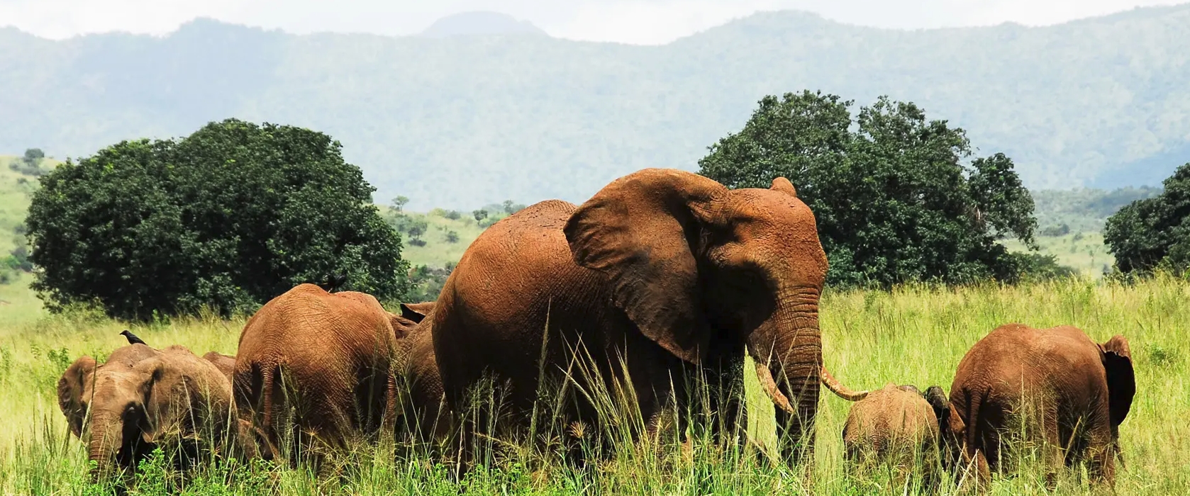 Roaring Falls to Roaming Wildlife — Discover Murchison
