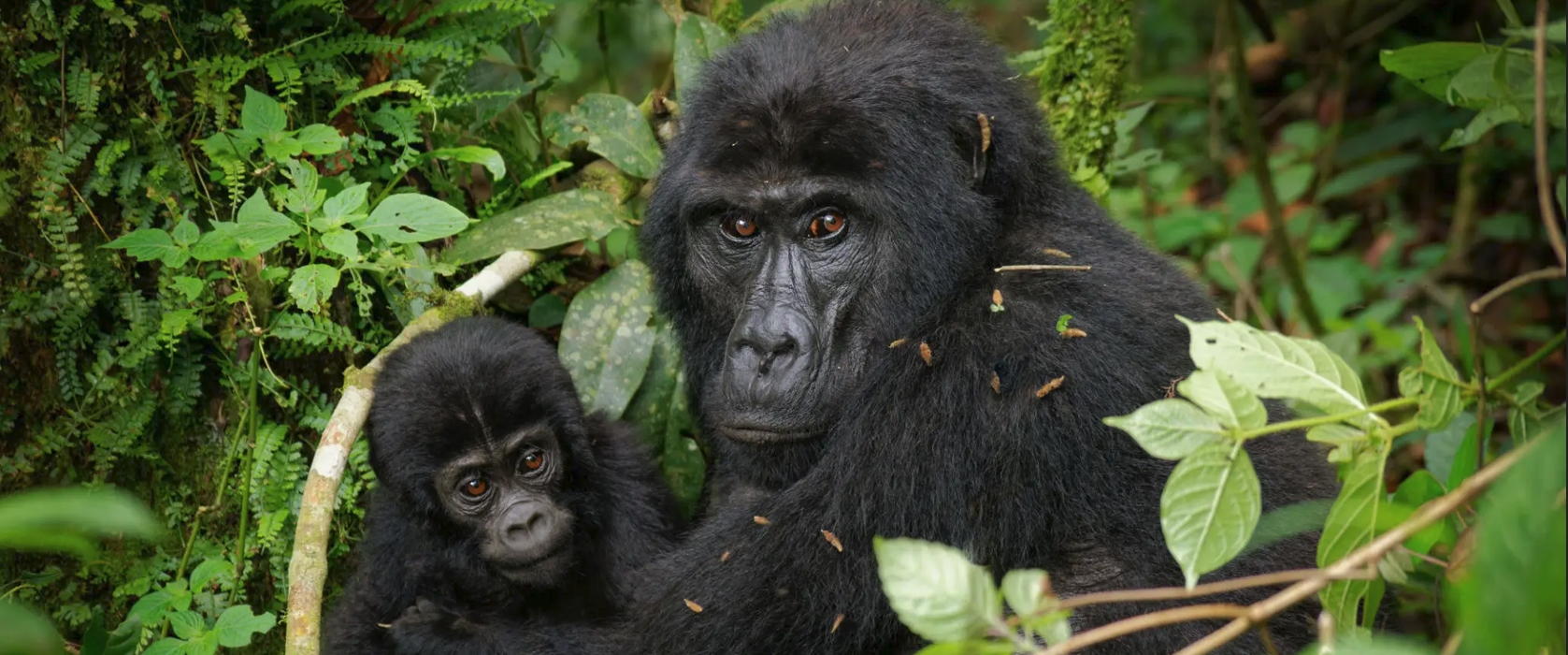 1-Day Rwanda Gorilla Tour is a quick tour of one of the Gorilla families