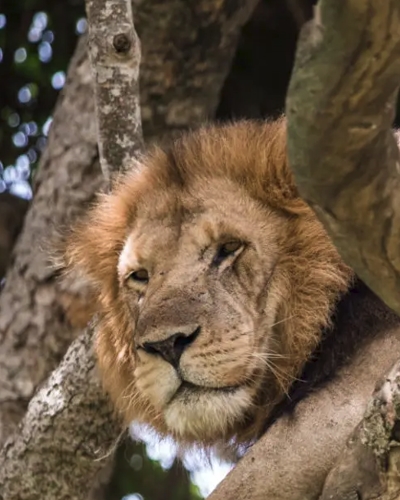 Where the Wild Meets the Human Spirit