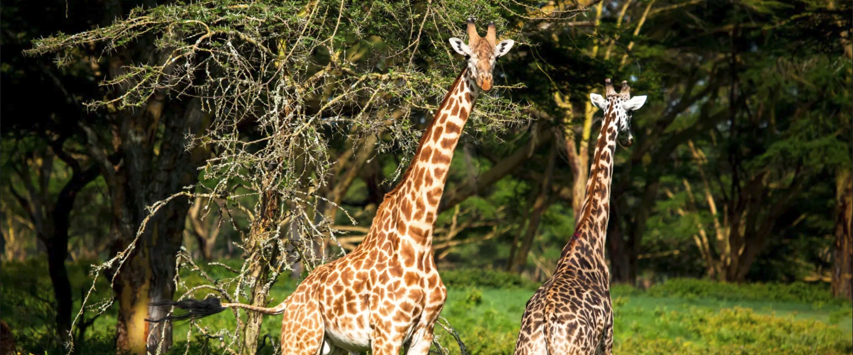Wild Beauty and Uganda’s Living Traditions
