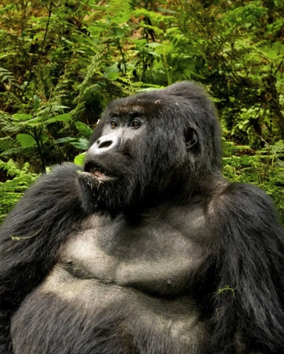 1-Day Rwanda Gorilla Tour is a quick tour of one of the Gorilla families