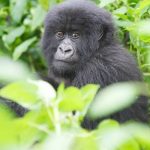 A Visitors Guide to Gorilla Permits in Uganda