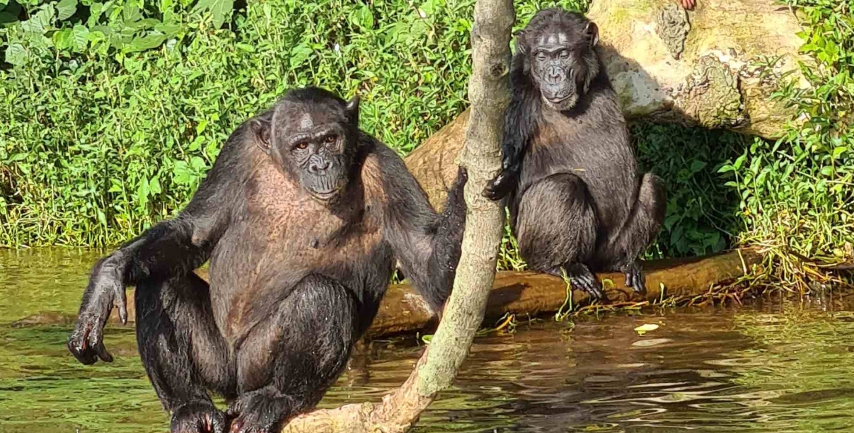 Chimpanzee Conservation in Uganda