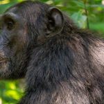 Chimpanzee Habituation Experience in Kibale Forest