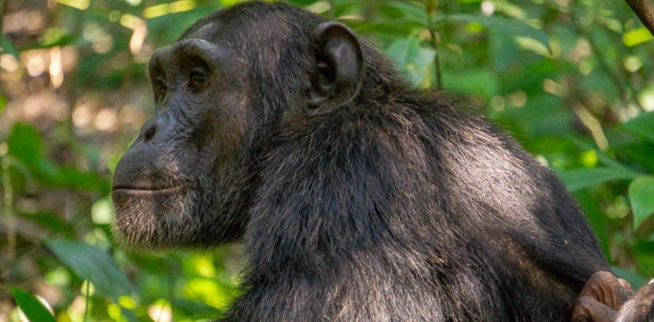 Chimpanzee Habituation Experience in Kibale Forest