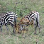 Explore the beauty of Lake Mburo National Park