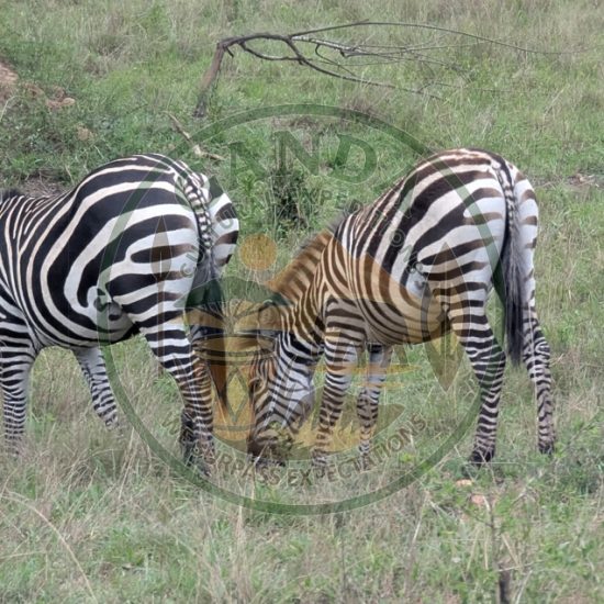 Image thumbnail
